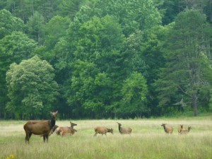 CataloocheeValleyElk2